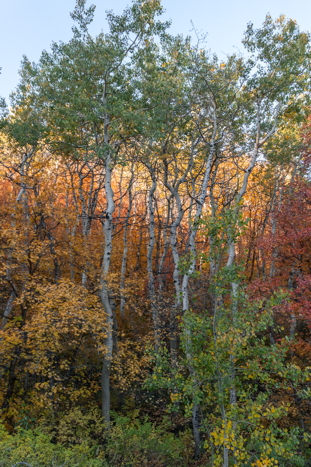 Tall birch trees among other fall foliage